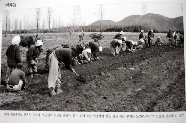 태화들에서 밭가는 사람들(1977)