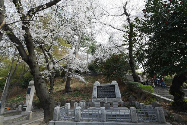학성공원벚꽃