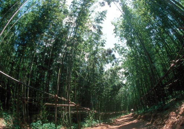 십리대숲 산책로