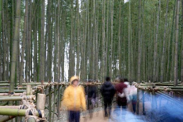 십리대숲 산책로