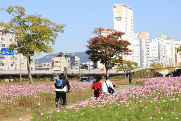 태화강하구의 코스모스