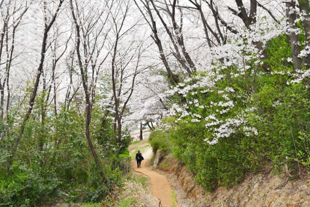 장무공원 벚꽃길