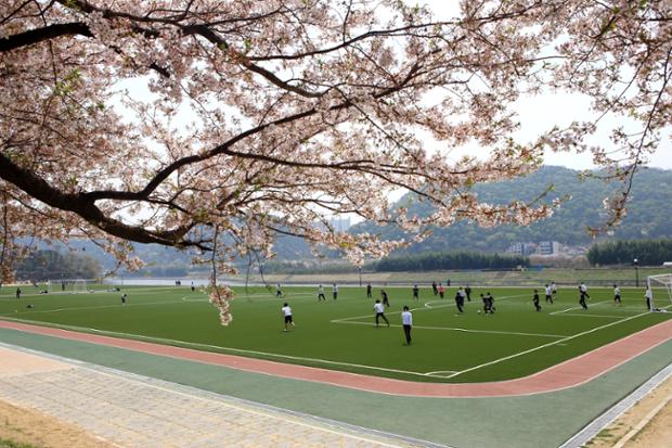 중구 다운동 태화강둔치유채꽃