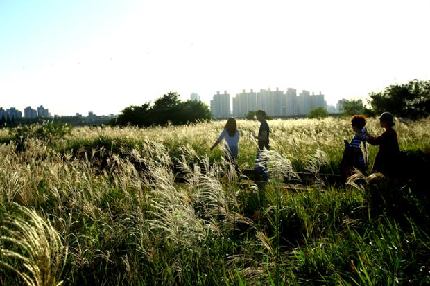 태화강하구의 억새