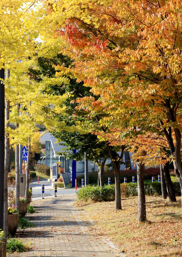 문화의 전당 주변의 가로수길 단풍