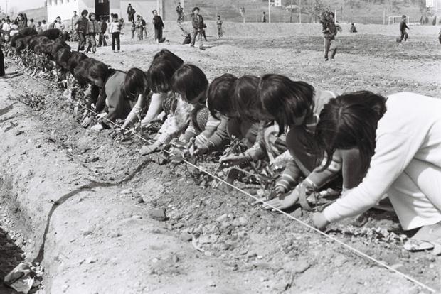학성국민학교 학생 식목일 나무심기