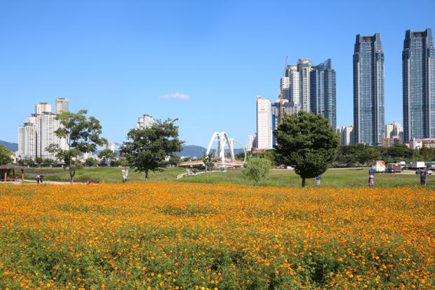 태화강대공원의 코스모스