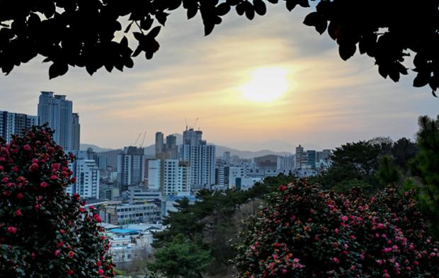 장무공원의 동백