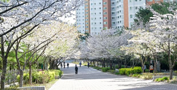 유곡E편한세상_벚꽃바람길_벚꽃