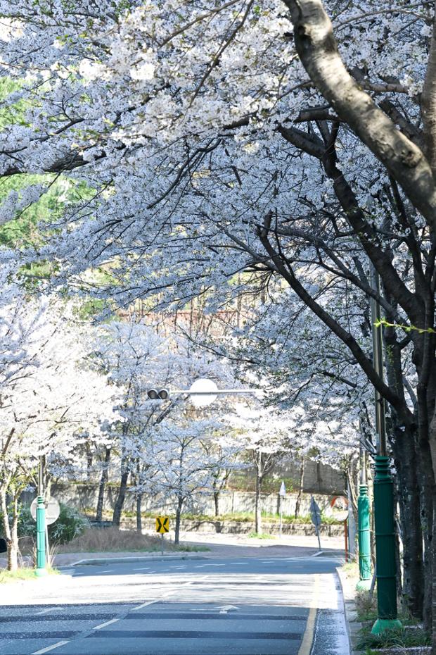 유곡E편한세상_벚꽃바람길_벚꽃