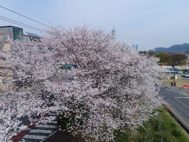 울산태화강 국가정원_드론_벚꽃_전경