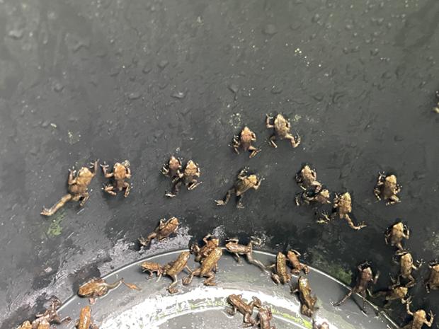 장현저류지 새끼 두꺼비 대이동 시작