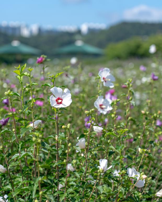 태화강국가정원의 무궁화정원