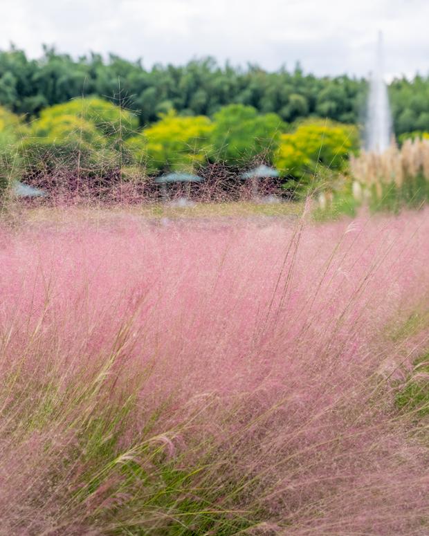 태화강 국가정원 가을 전경