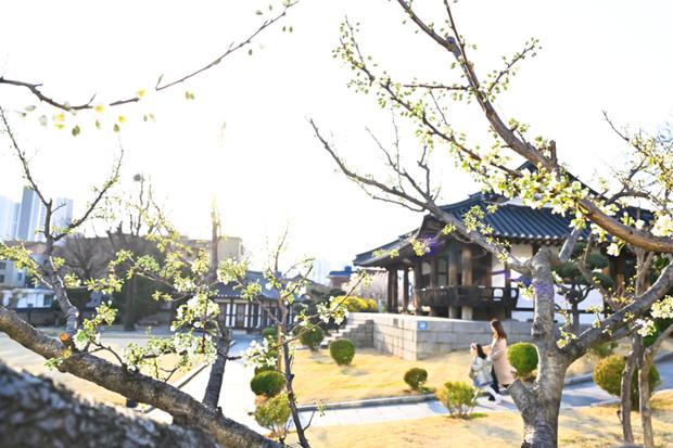 울산동헌_봄_개나리_매화_꽃_하늘_풍경_자연 (31)