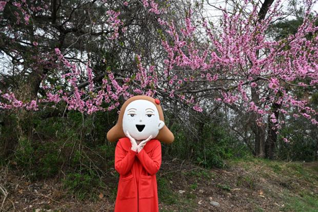 울산 중구 MBC 문화동산 - 동백꽃과 벚꽃(2)