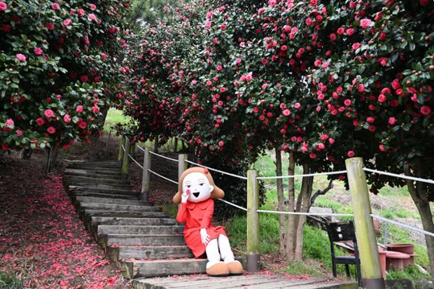 울산 중구 MBC 문화동산 - 동백꽃과 벚꽃(3)
