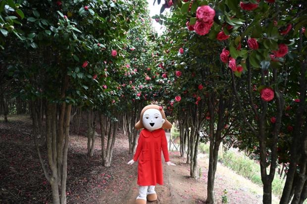 울산 중구 MBC 문화동산 - 동백꽃과 벚꽃(4)