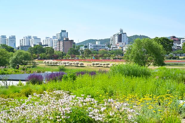 태화강국가정원_꽃_풍경_태화강_하늘_자연