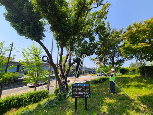 중구, 2026 보호수 유지관리 사업 추진