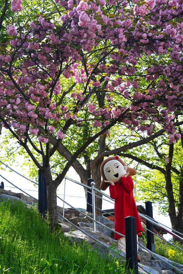 울산큰애기와 함께 - 다운동 겹벚꽃3