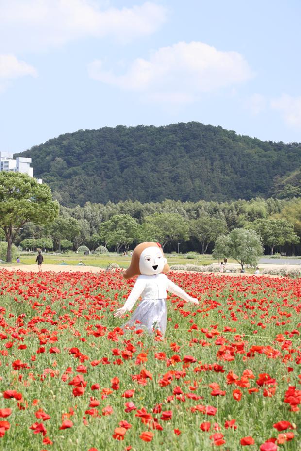 울산큰애기와 함께 - 태화강국가정원 양귀비