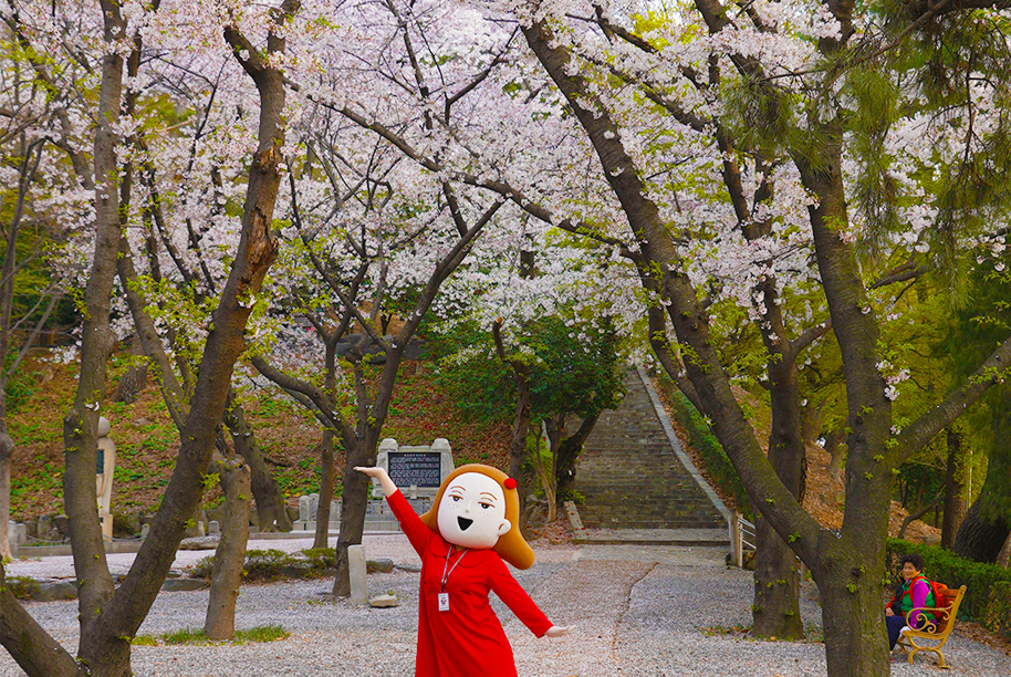 학성공원의 벚꽃과 동백 이미지