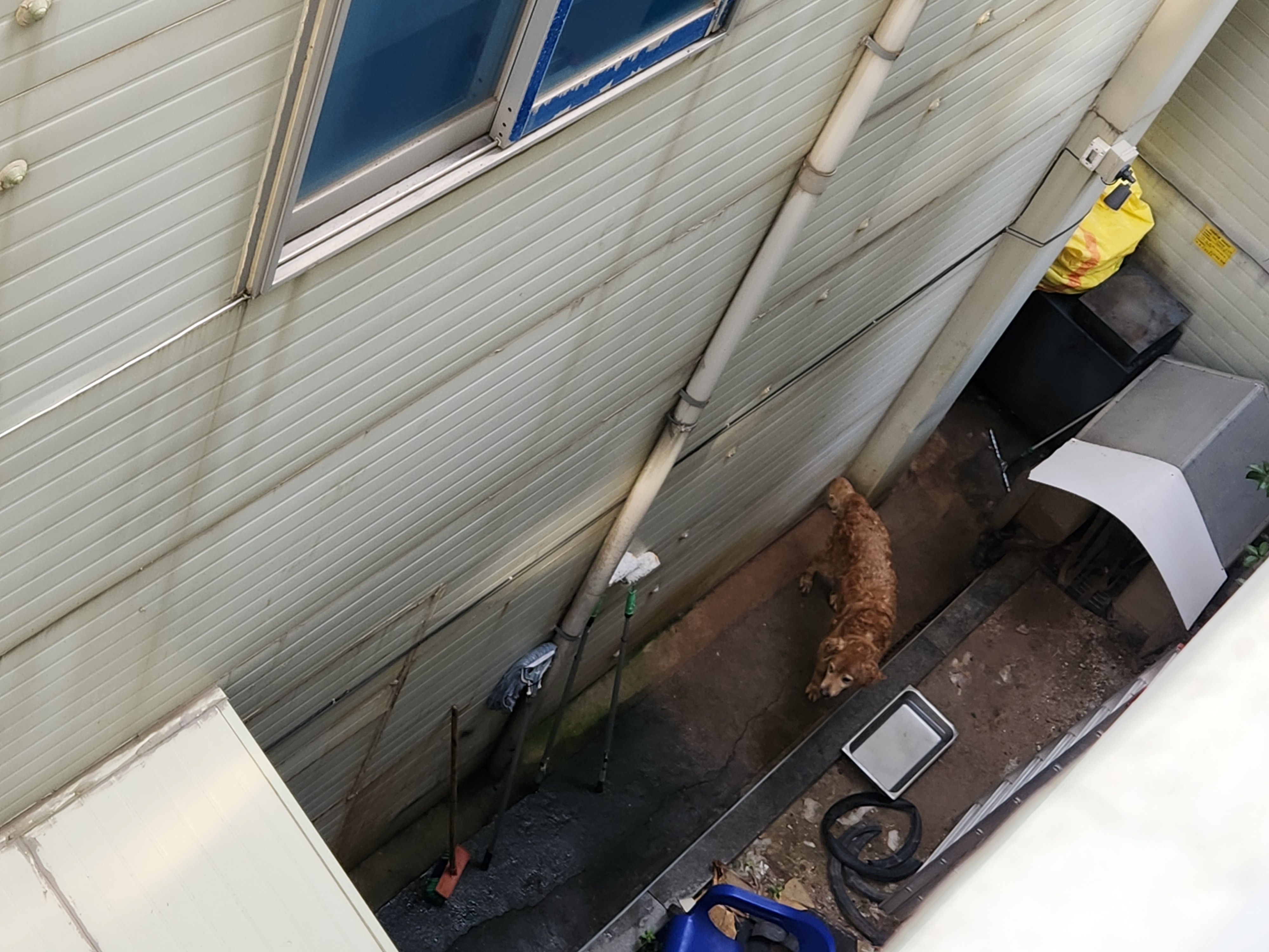 대형 반려견을 이런식으로 방치하고 있는데 조치 부탁드립니다 이미지(1)