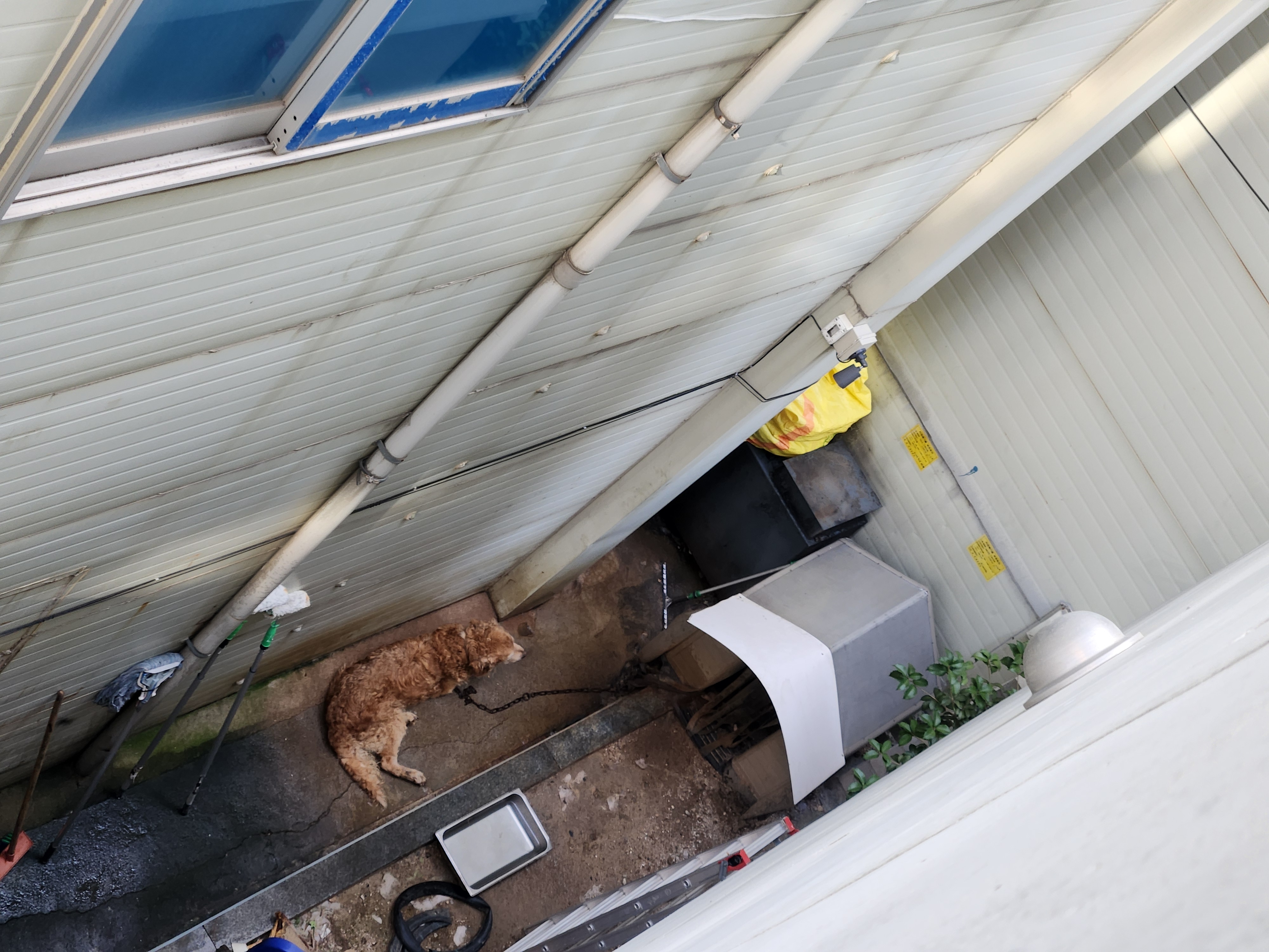 대형 반려견을 이런식으로 방치하고 있는데 조치 부탁드립니다 이미지(2)