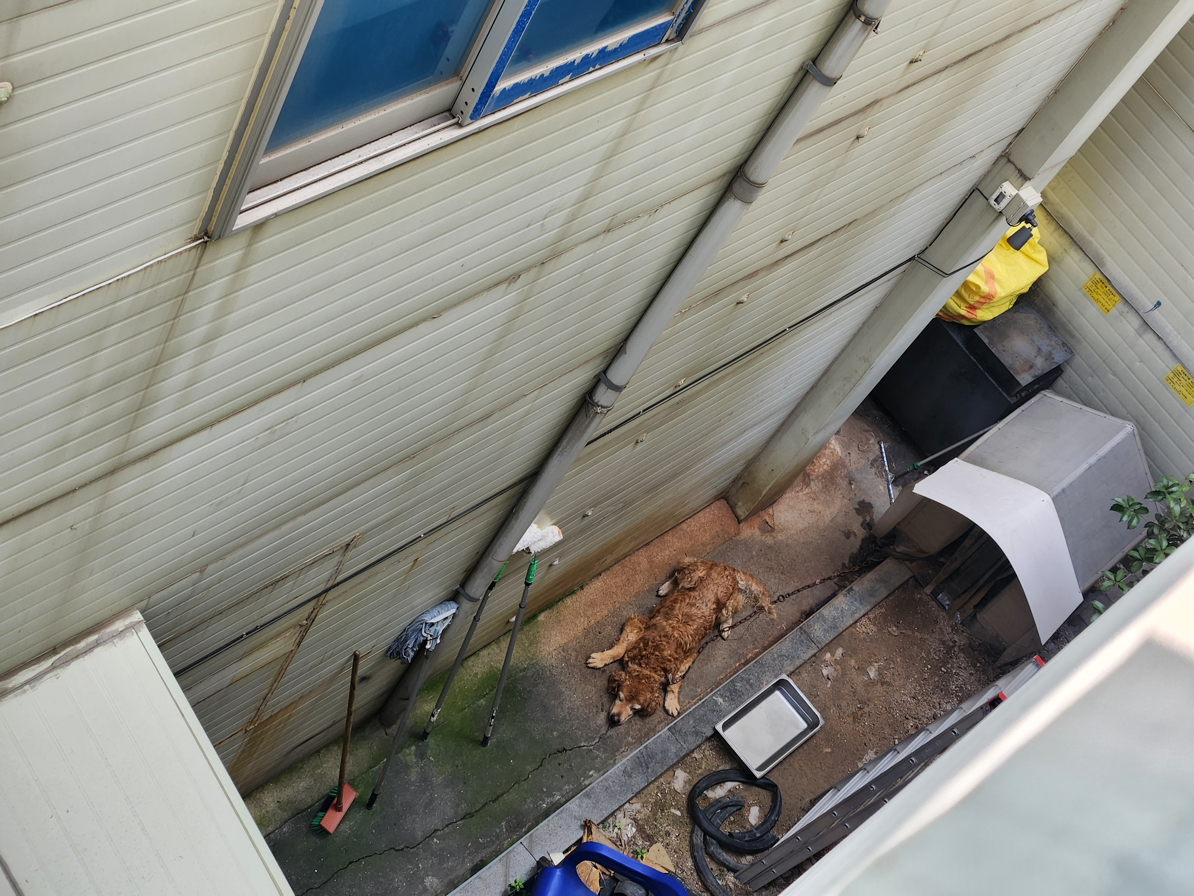 대형 반려견을 이런식으로 방치하고 있는데 조치 부탁드립니다 이미지(3)