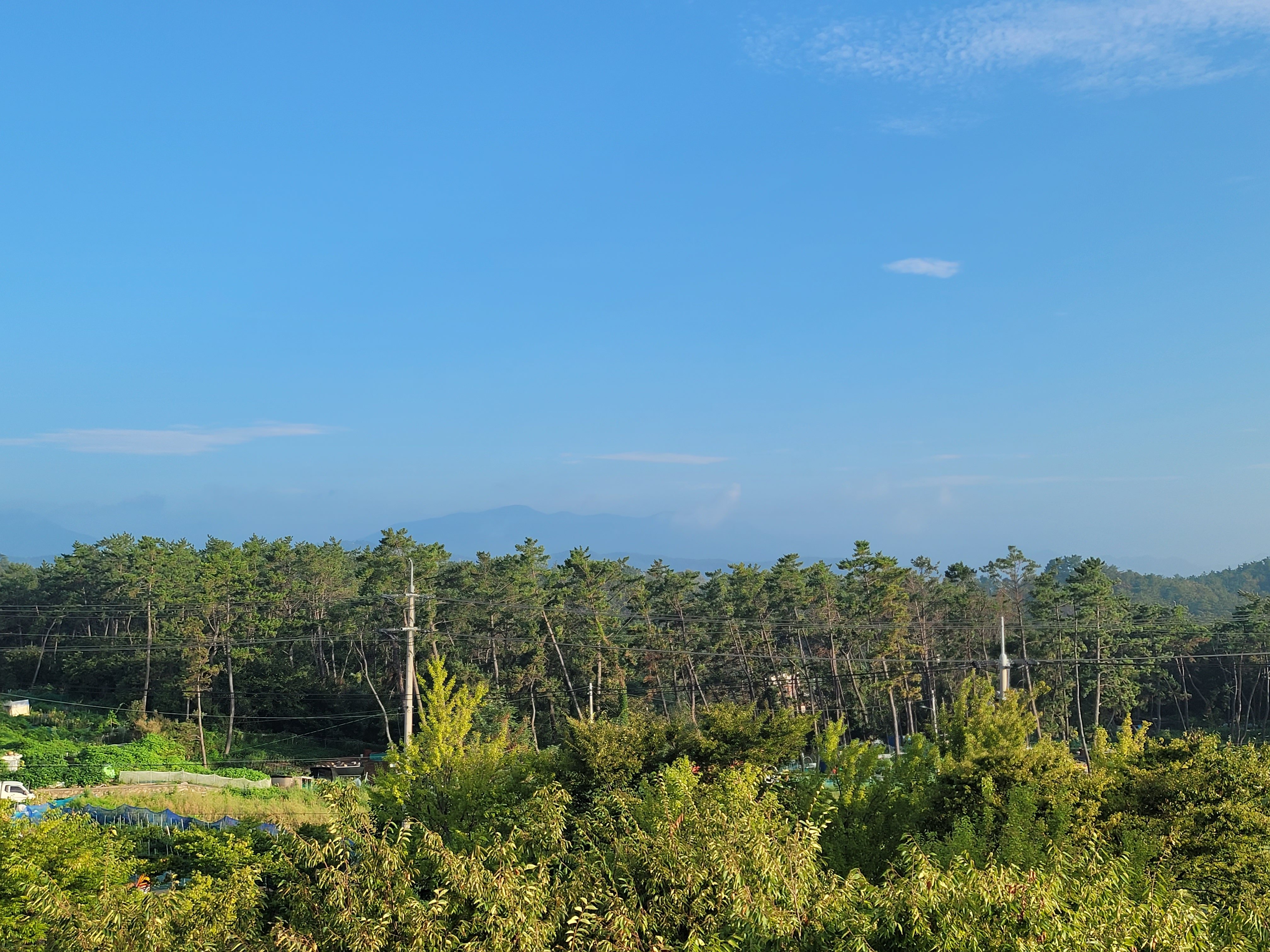 재선충 방재작업을 신속하게 처리 요청합니다. 이미지(2)