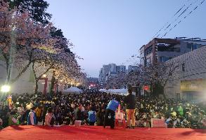 240330 약사벚꽃축제 이미지