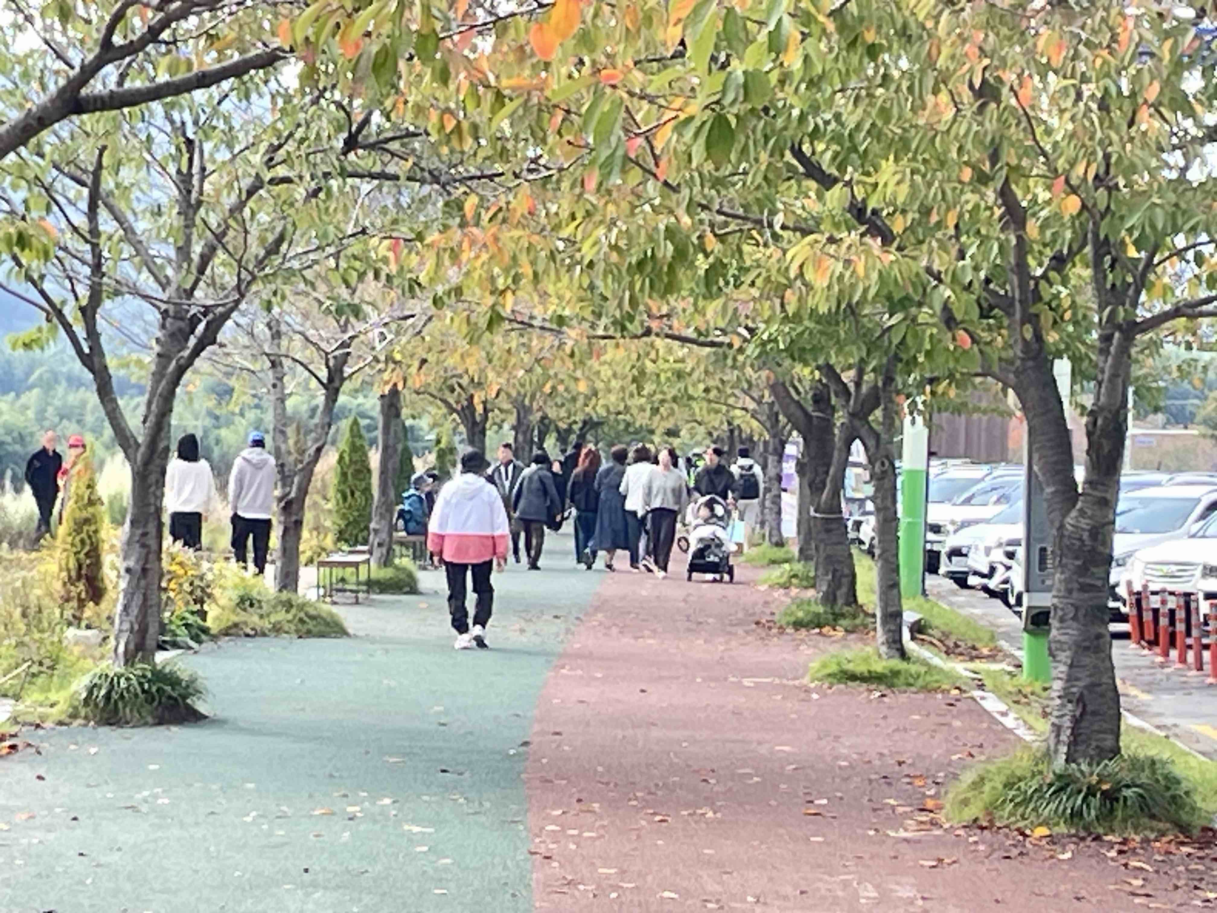 태화강 국가정원길에 보행자도로와 자전거 도로를 재정비 부탁드립니다. 이미지(3)