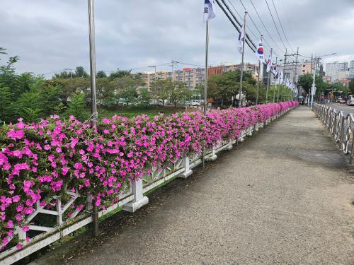 “발걸음 따라 분홍빛 꽃 활짝”…중구, 교량 난간 꽃걸이 설치