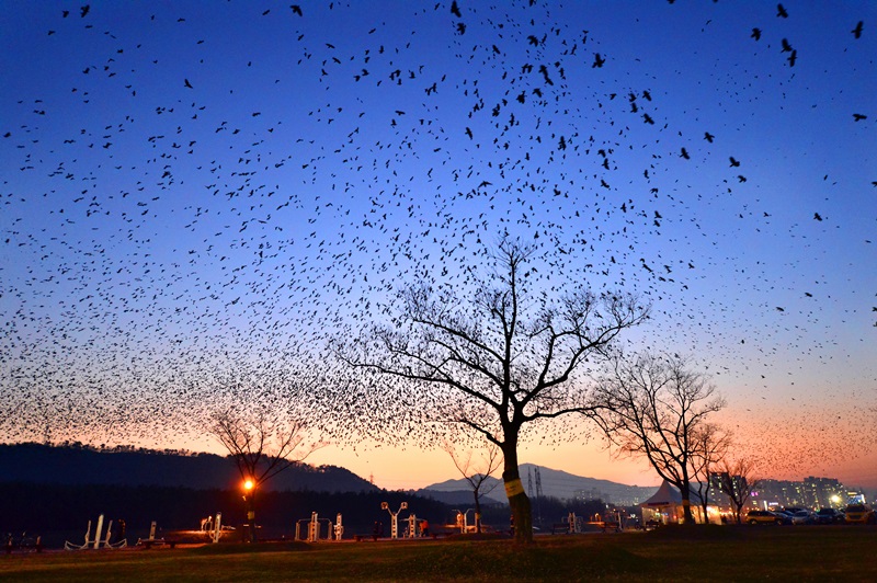 태화강 떼까마귀