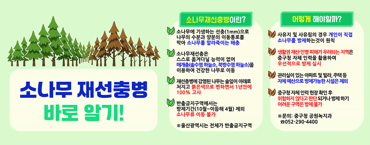 소나무 재선충병 바로 알기!
ㆍ소나무 재선충병이란?
- 소나무에 기생하는 선충(1㎜)으로 나무의 수분과 양분의 이동통로를 막아 소나무를 말라죽이는 해충
- 소나무재선충은 스스로 옮겨다닐 능력이 없어 매개충(솔수염 하늘소, 북방수염 하늘소)을 이용하여 건강한 나무로 이동
- 재선충병에 감염된 나무는 솔잎이 아래로 처지고 붉은색으로 변하면서 1년안에 100% 고사
- 반출금지구역에서는 방제기간(10월~이듬해 4월) 제외 소나무류 이동 불가
※ 울산광역시는 전체가 반출금지구역
ㆍ어떻게 해야할까?
- 사유지 및 사유림의 경우 개인이 직접 소나무를 방제하는것이 원칙
- 생활권 재산·인명 피해가 우려되는 지역은 중구청 자체 인력을 활용하여 우선적으로 방제 실시
- 관리실이 있는 아파트 및 빌라, 주택 등 자체 예산으로 방제가능한 시설은 제외
- 중구청 자체 인력 현장 확인 후 위험하지 않다고 판단 되거나 방제하기 어려운 구역은 방제 불가
※ 문의 : 중구청 공원녹지과 ☎ 052-290-4400